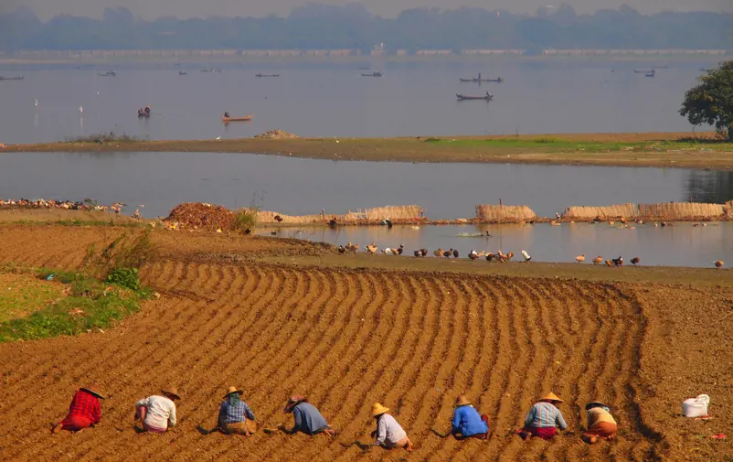 People working on paddy field.